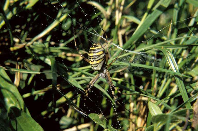 Argiope_bruennichi_P1113_Z_90_Les Gris_Frankrijk.jpg